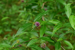 Periploca sepium