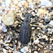 Punctured Tiger Beetle - Photo (c) Jimmy Dee, some rights reserved (CC BY-SA), uploaded by Jimmy Dee