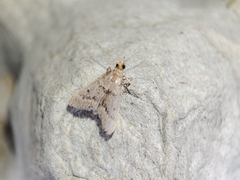 Bostra obsoletalis