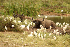 Syncerus caffer caffer