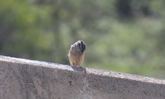 Emberiza godlewskii