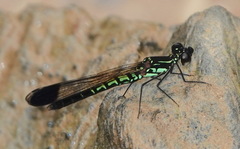 Libellago semiopaca