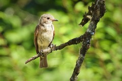 Muscicapa striata striata