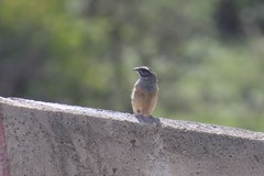 Emberiza godlewskii