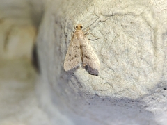 Bostra obsoletalis