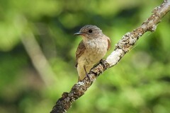 Muscicapa striata striata
