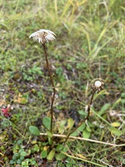 Tephroseris integrifolia atropurpurea