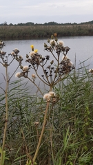 Sonchus palustris
