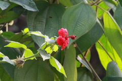Hibiscus uncinellus