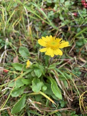 Tephroseris integrifolia atropurpurea