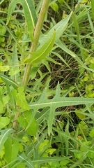 Sonchus palustris