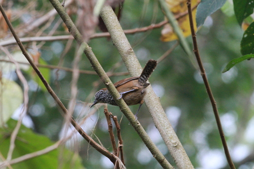 Spot-breasted Wren (Pheugopedius maculipectus), photo 4