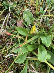 Tephroseris integrifolia atropurpurea