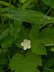 Pavonia zeylanica
