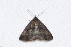 Phalaenostola hanhami