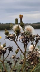 Sonchus palustris