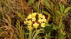 Rhododendron macgregoriae