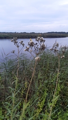 Sonchus palustris