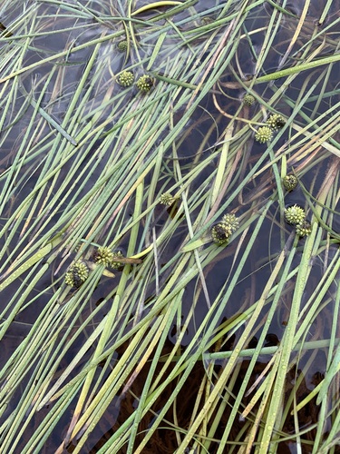 Northern bur-reed (Sparganium hyperboreum)