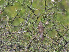 Carpodacus