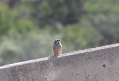 Emberiza godlewskii
