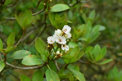 Rhaphiolepis umbellata