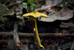 Leucocoprinus brunneoluteus