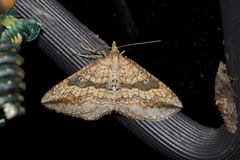 Orthonama evansi