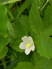 Pavonia zeylanica