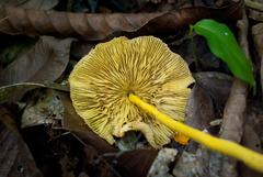 Leucocoprinus brunneoluteus