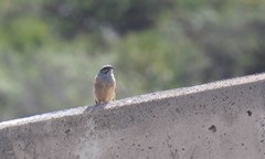 Emberiza godlewskii