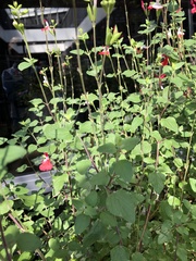 Salvia