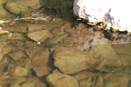 Oaxaca Cichlid