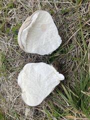 Calvatia cretacea