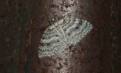 Venusia duodecemlineata