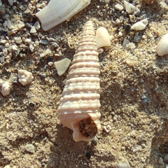 Cerithiopsis tubercularis