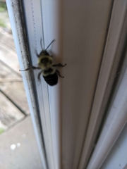 Bombus impatiens
