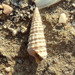 Cerithiopsis tubercularis