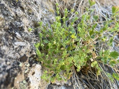 Ivesia saxosa