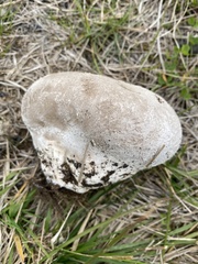 Calvatia cretacea