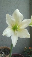 Hippeastrum reticulatum striatifolium