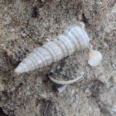 Cerithiopsis tubercularis