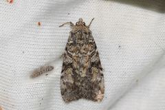 Anaplectoides pressus