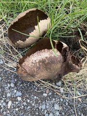 Calvatia cretacea