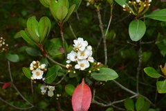 Rhaphiolepis umbellata
