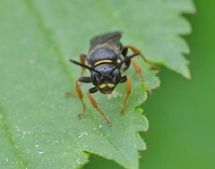 Argogorytes mystaceus