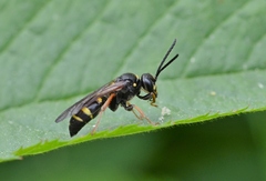 Argogorytes mystaceus