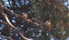 Pycnonotus xanthorrhous