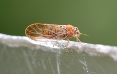 Cacopsylla zetterstedti