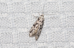 Nemapogon defectella
